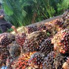 Pekerja memasukkan Tanda Buah Segar (TBS) kelapa sawit ke dalam truk di salah satu tempat penampungan di Desa Seumantok, Kecamatan Pante Ceureumen, Aceh Barat, Sabtu (7/12/2019). Pedagang pengumpul mengaku, sejak dua pekan terakhir harga TBS kelapa sawit mulai membaik dari Rp700 per kilogram menjadi Rp1.210 per kilogram. ANTARA FOTO/Syifa Yulinnas/wsj.