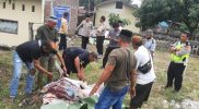 Polsek Somba Opu Polres Gowa Lakukan Pemotongan Hewan Qurban  Sebanyak 2 Ekor Sapi Di Halaman Belakang Mapolsek