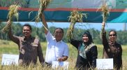 PJ Gubernur Banten Al Muktabar Panen Padi Bersama Di Pandeglang