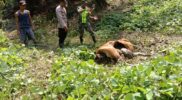Seekor Sapi Milik Warga Banda Alam Aceh Timur Mati, Diduga Dimangsa Harimau