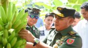 Pangdam XIV/Hsn Bersama Unsur Forkopimda Sulsel Meninjau Lokasi dan Tanam Bibit Pisang Cavendish Di Kab. Bone