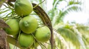 KOLTIVA Gabung Sustainable Coconut Partnership (SCP), Pimpin Langkah Inovatif untuk Industri Kelapa Berkelanjutan