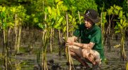 Usaha Konservasi Mangrove di Teluk Benoa oleh LindungiHutan dan Bendega