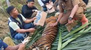 Harimau Masuk Perangkap di Evakuasi