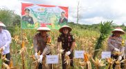 “Panen Raya Jagung di PALI: Sinergi Wujudkan Ketahanan Pangan Nasional”