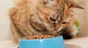 Kucing Tidak Mau Makan? Coba 7 Tips Ini dan Pilihan Makanan Kucing yang Tepat