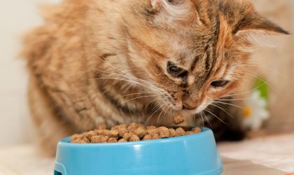 Kucing Tidak Mau Makan? Coba 7 Tips Ini dan Pilihan Makanan Kucing yang Tepat