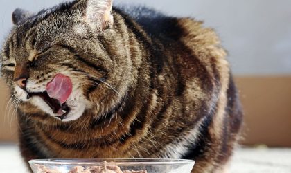 Wet Food atau Dry Food: Mana yang Lebih Unggul untuk Kucing Anda?